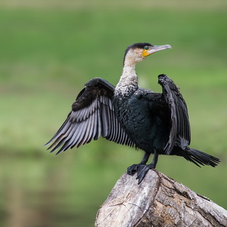 Lake Naivasha - Cormorant